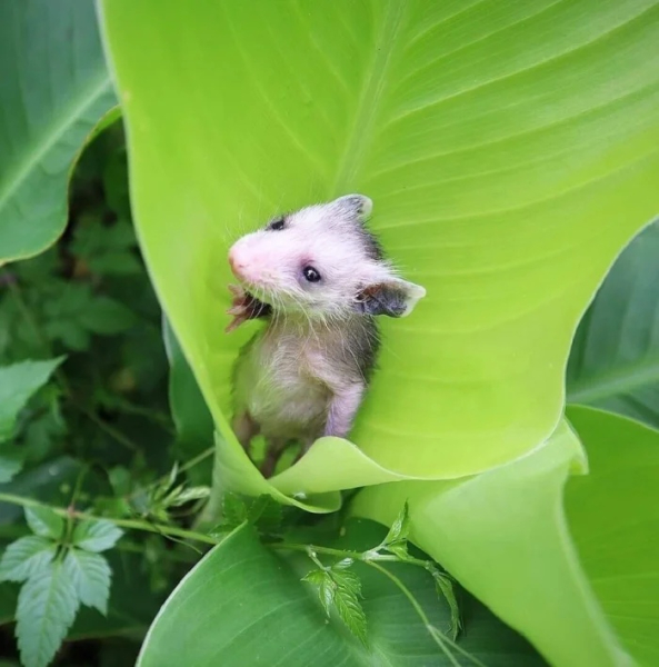 Минута отдыха Снимки очаровательных существ, заряжающих чистым позитивом Животные 