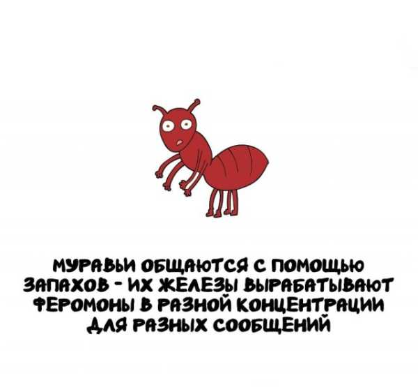 Минута отдыха Интересные короткие факты на все случаи жизни Интересное 