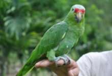 Минута отдыха Хозяева рассказали истории о животных, поражающих своим умом и интуицией Животные 