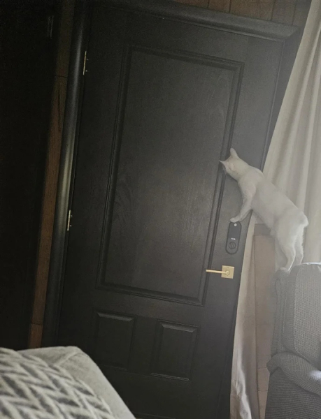 Минута отдыха Снимки обычных кошачьих морд, на которых явно что-то написано Животные 