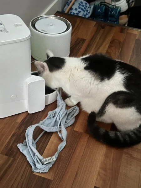 Минута отдыха Снимки обычных кошачьих морд, на которых явно что-то написано Животные 