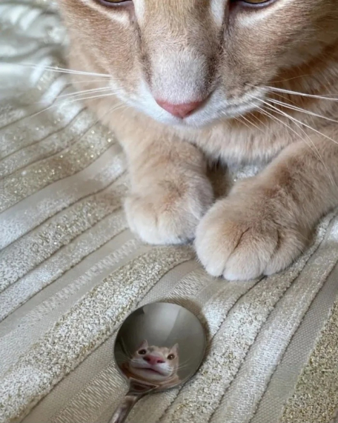 Минута отдыха Фотографии позитивных зверюшек, которые точно поднимут вам настроение Животные 