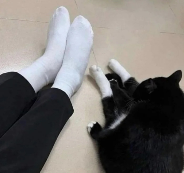 Минута отдыха Фотографии позитивных зверюшек, которые точно поднимут вам настроение Животные 