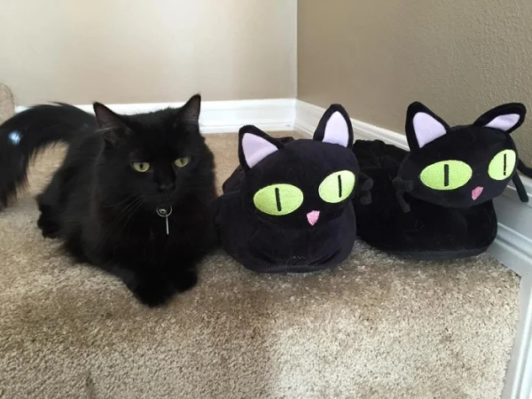Минута отдыха Чёрные коты — это просто бездонный источник позитива Животные 