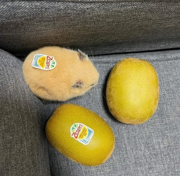 Минута отдыха Фотографии позитивных зверюшек, которые точно поднимут вам настроение Животные 