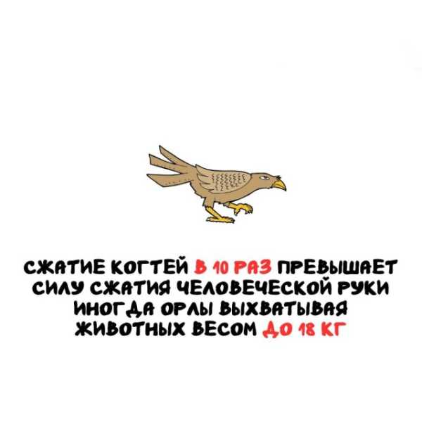 Минута отдыха Интересные короткие факты на все случаи жизни Интересное 