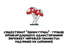 Минута отдыха Интересные короткие факты на все случаи жизни Интересное 