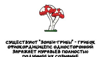 Минута отдыха Интересные короткие факты на все случаи жизни Интересное 