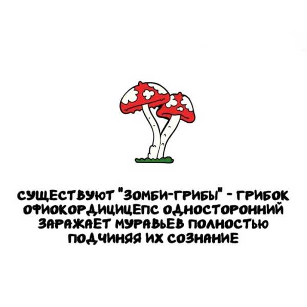 Минута отдыха Интересные короткие факты на все случаи жизни Интересное 