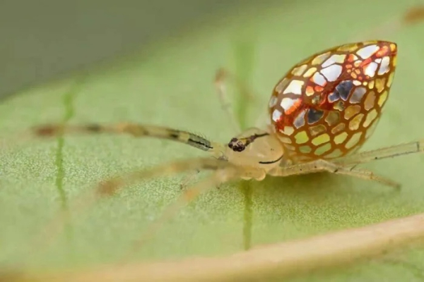 Минута отдыха Экзотические насекомые и паукообразные редчайших оттенков Животные 