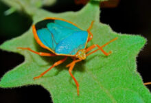 Минута отдыха Экзотические насекомые и паукообразные редчайших оттенков Животные 