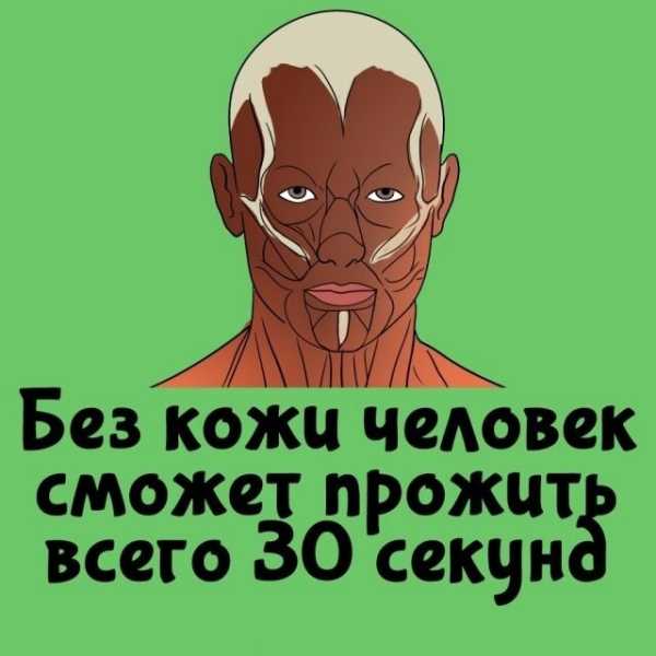 Минута отдыха Интересные короткие факты на все случаи жизни Интересное Минута отдыха Интересные короткие факты на все случаи жизни Интересное