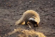 Минута отдыха Патагонская ласка: Ровесница мамонтов из горных пустошей. Малоизвестный хищник Южной Америки Животные 