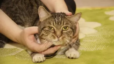 Минута отдыха Почему нельзя гладить кошку против шерсти: причины есть, и вовсе не мистические Животные Минута отдыха Почему нельзя гладить кошку против шерсти: причины есть, и вовсе не мистические Животные