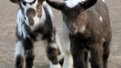 Минута отдыха Удивительно милые детеныши разных животных на снимках Животные Минута отдыха Удивительно милые детеныши разных животных на снимках Животные