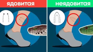 Минута отдыха Как действовать при укусе змеи: простые шаги, которые могут спасти жизнь Полезности 