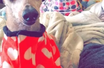 Минута отдыха Хозяева наряжают питомцев в пижамы, курточки и штанишки как ценителей моды Животные Минута отдыха Хозяева наряжают питомцев в пижамы, курточки и штанишки как ценителей моды Животные