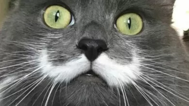 Минута отдыха Двойные усы котиков как двойная порция очарования от природы Животные Минута отдыха Двойные усы котиков как двойная порция очарования от природы Животные