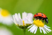 Минута отдыха Божья коровка: приметы и поверья, в которые до сих пор верят Интересное 